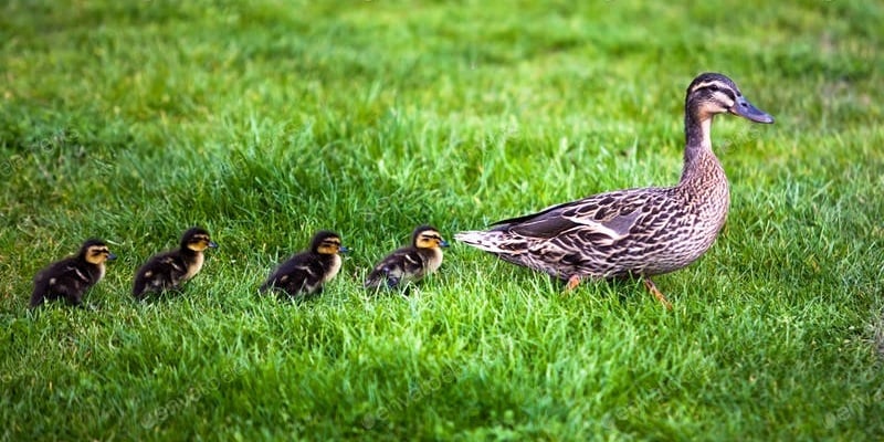 Are all your ducks in a row